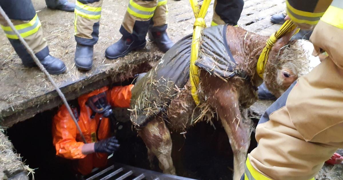Feuerwehr-rettete-in-Seekirchen-K-lbchen-aus-einer-G-llegrube