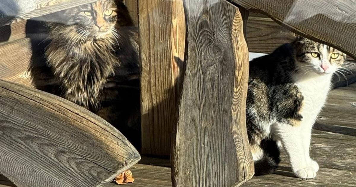 Bei-Minusgraden-ausgesetzt-Pfotenhilfe-rettet-erneut-Katzen-vom-Berg