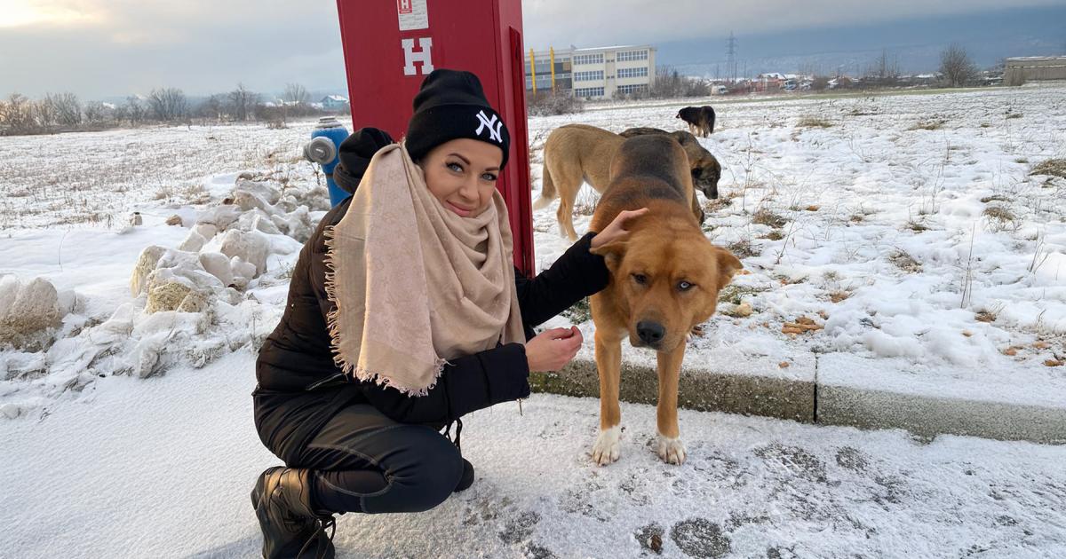 Patenschaft-statt-Wegsehen-Ein-Herz-f-r-Hunde-setzt-auf-nachhaltige-Hilfe