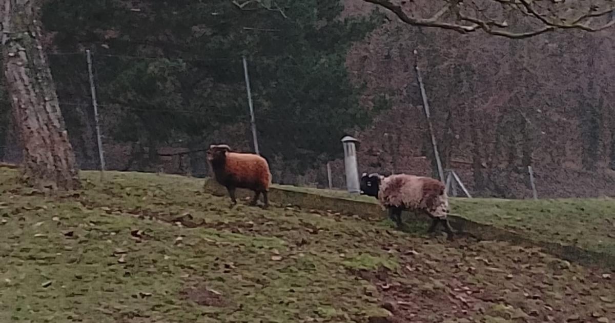 Kurioser-Fund-im-Weinviertel-B-rgermeister-liefen-zwei-Schafe-zu