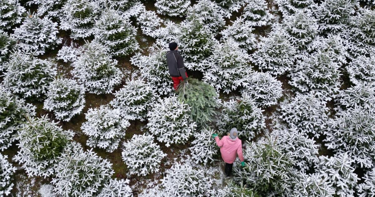 O-Tannenbaum-wie-wirst-du-kologischer-