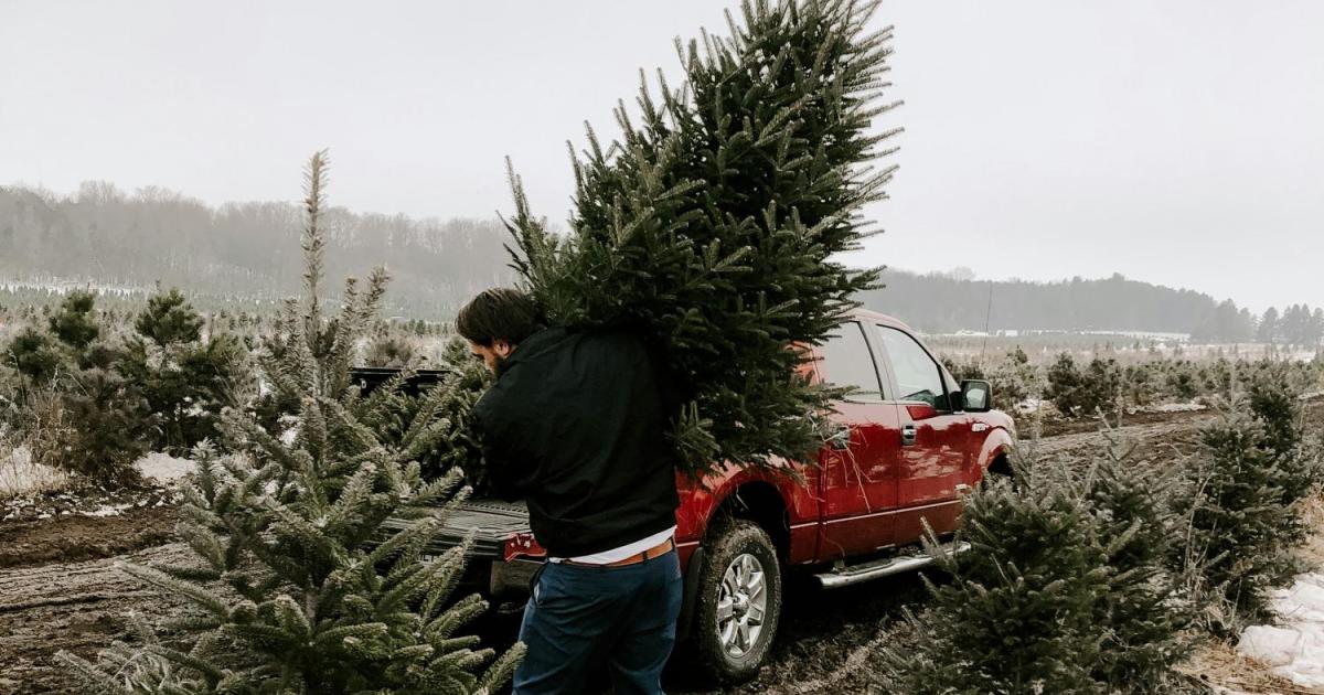 Christbaum-Transport-mit-Auto-Bis-zu-10-000-Euro-Strafe-bei-diesem-Fehler