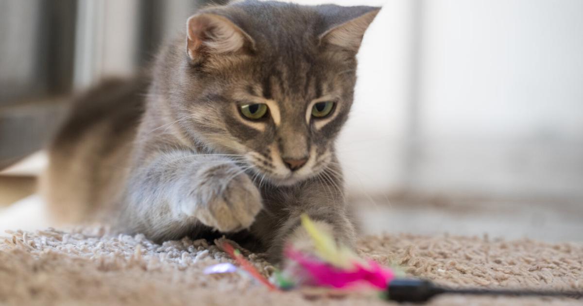 Tiercoach-So-w-hlen-Sie-sicheres-Spielzeug-f-r-Hund-und-Katze-aus