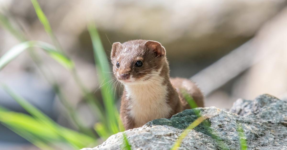 Artenbotschafter-2026-Diese-Tiere-sind-die-Gewinner-des-Jahres