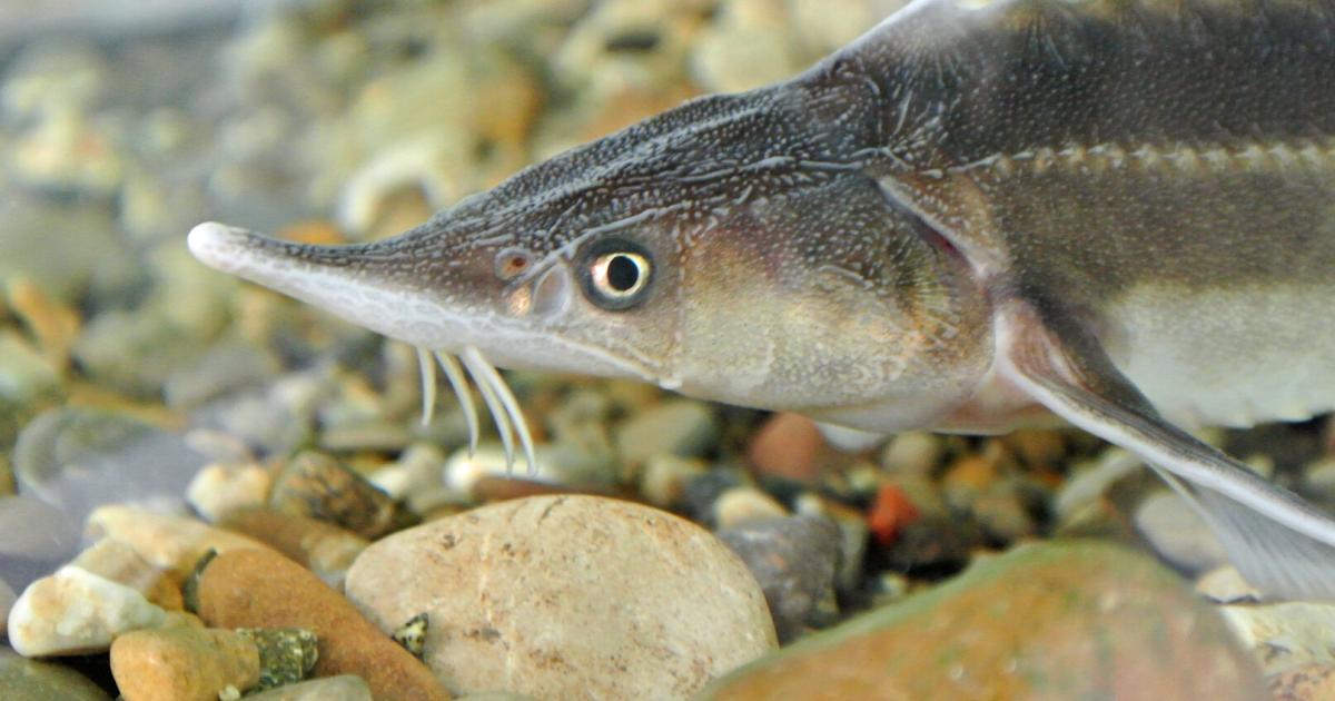 Alarmstufe-Rot-Wie-die-BOKU-gegen-das-St-rsterben-ank-mpft
