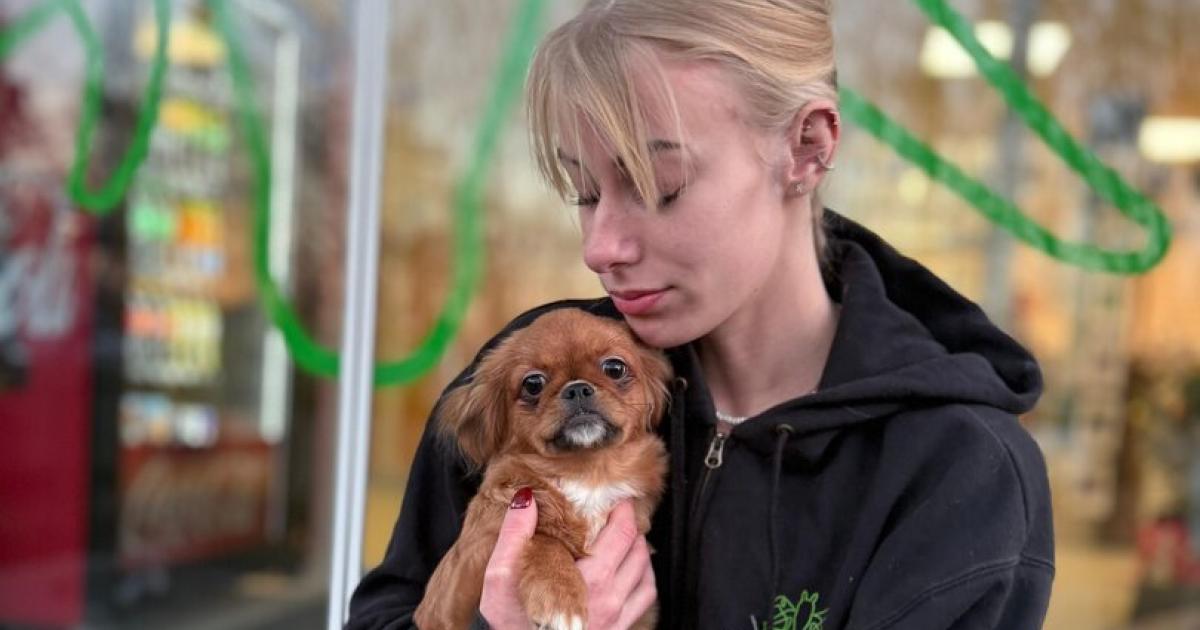 Welpe-bei-Minusgraden-vor-Grazer-Tierheim-ausgesetzt