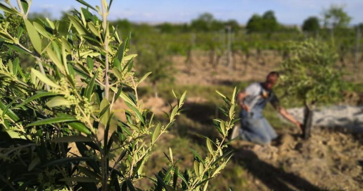 Klimawandel-schafft-Potenzial-f-r-die-Austro-Olive