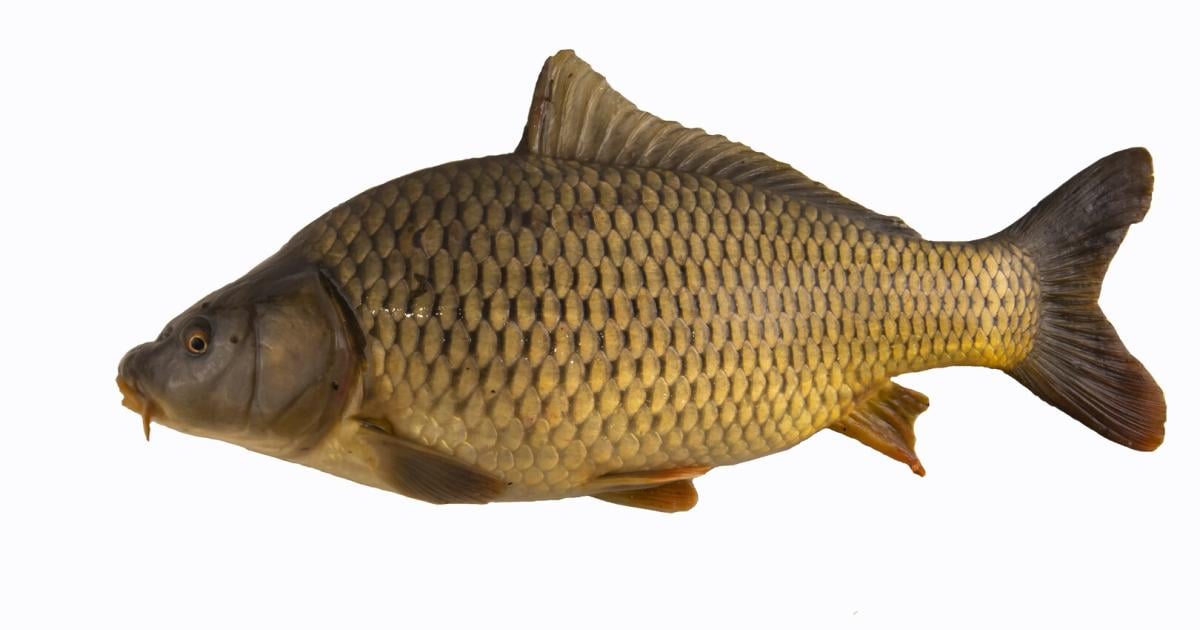 Warum-der-schlechte-Ruf-des-Karpfens-falsch-ist