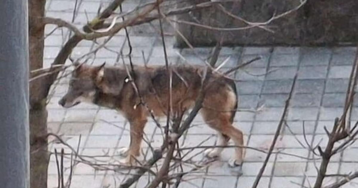 Wolf-soll-in-St-Peter-ob-Judenburg-durch-Wohngebiet-spaziert-sein