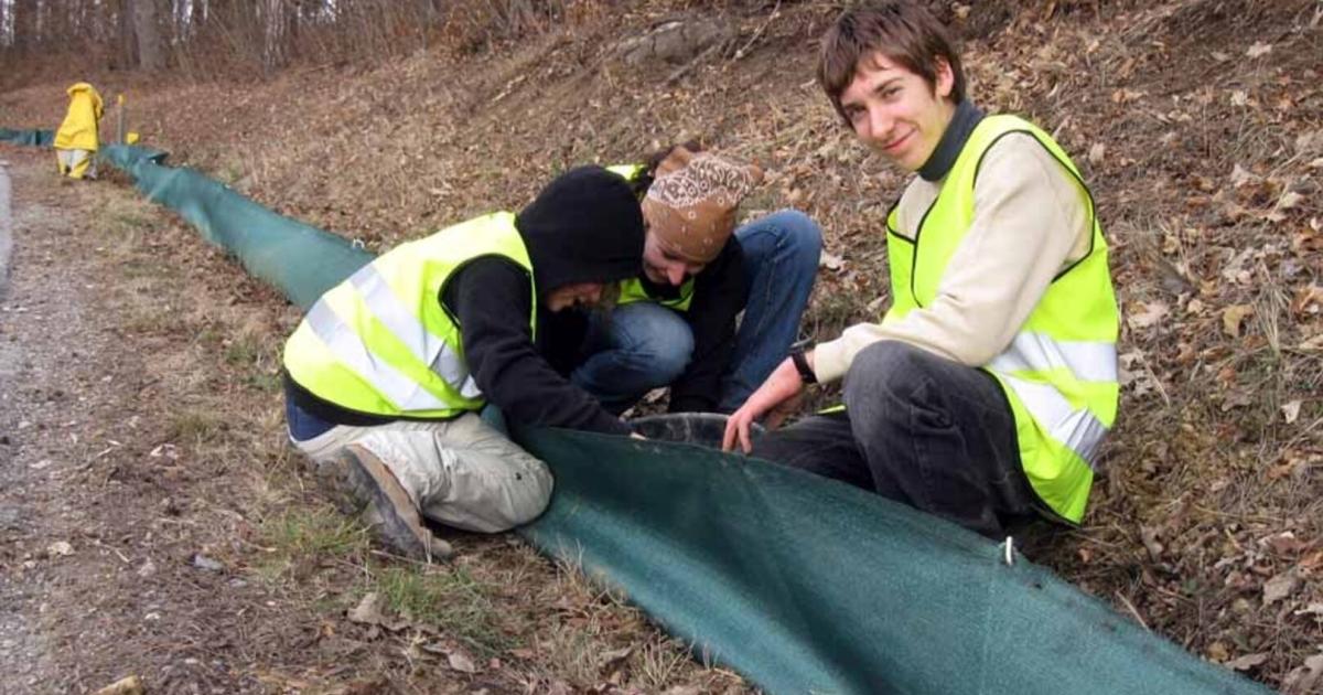 Wenn-Fr-sche-wandern-Freiwillige-f-r-Amphibienschutz-gesucht
