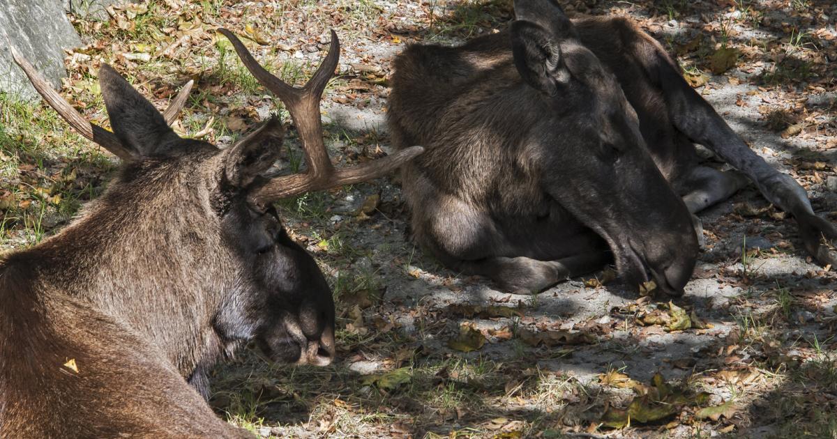Tiroler-Elche-Luke-und-Ronja-Abtransport-aus-dem-Alpenzoo-verschoben