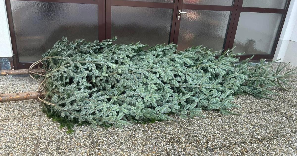 Gro-e-Emp-rung-ber-Christbaum-Diebstahl-vor-Kirche-im-Burgenland