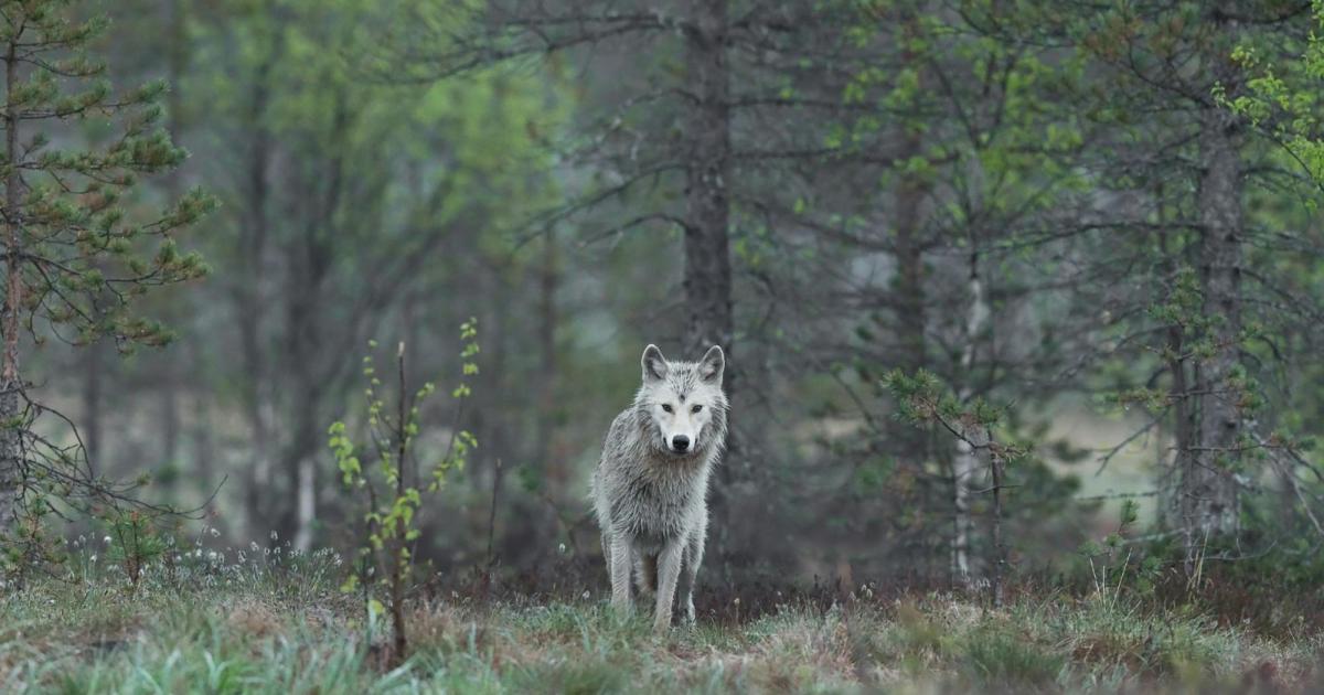 Zwei-Jungw-lfe-auf-Spielplatz-in-Bayern-Video-sorgt-f-r-Z-ndstoff
