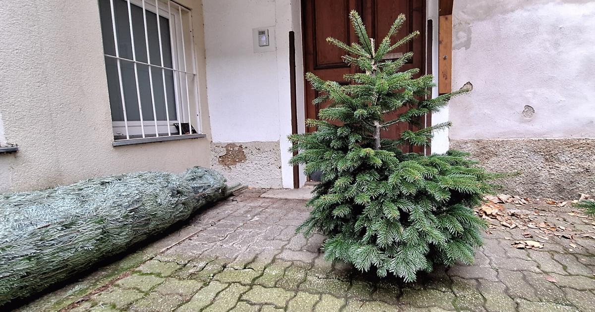 Nicht-sch-n-genug-Aber-kein-Christbaum-in-sterreich-stirbt-umsonst