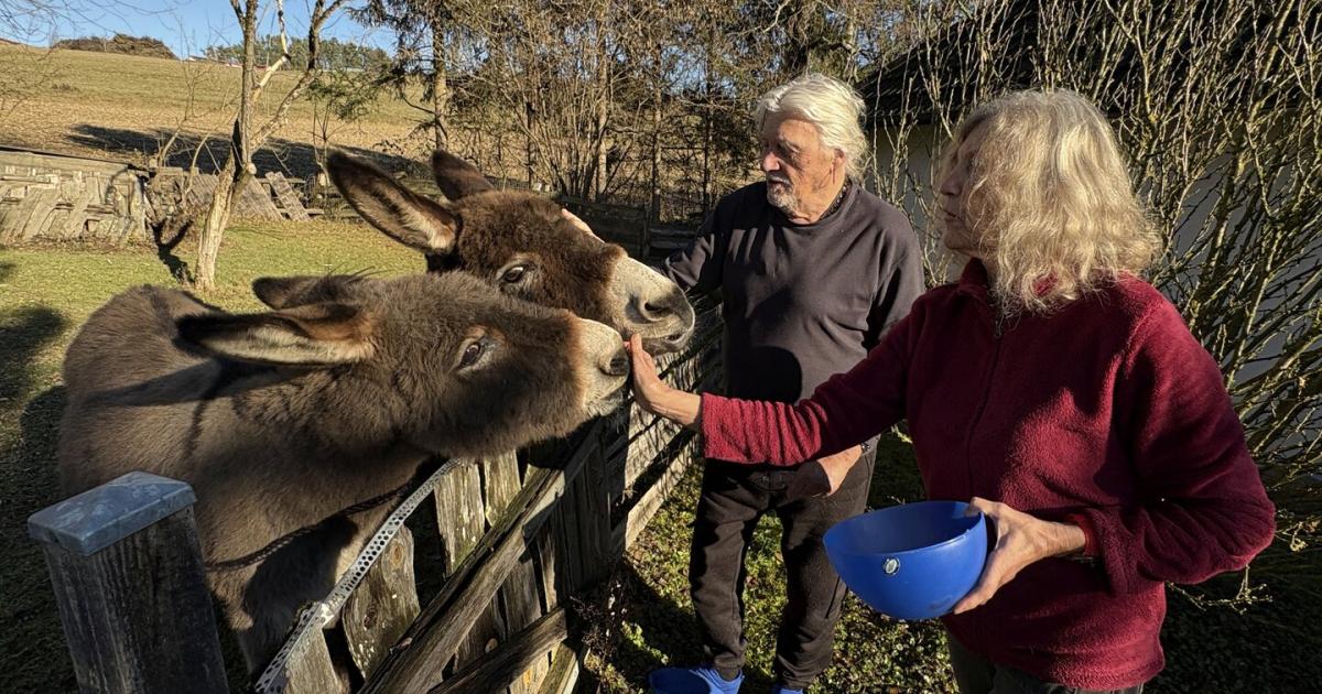 Mit-zwei-Eseln-ins-Gl-ck-Paar-fand-im-S-dburgenland-sein-Zuhause