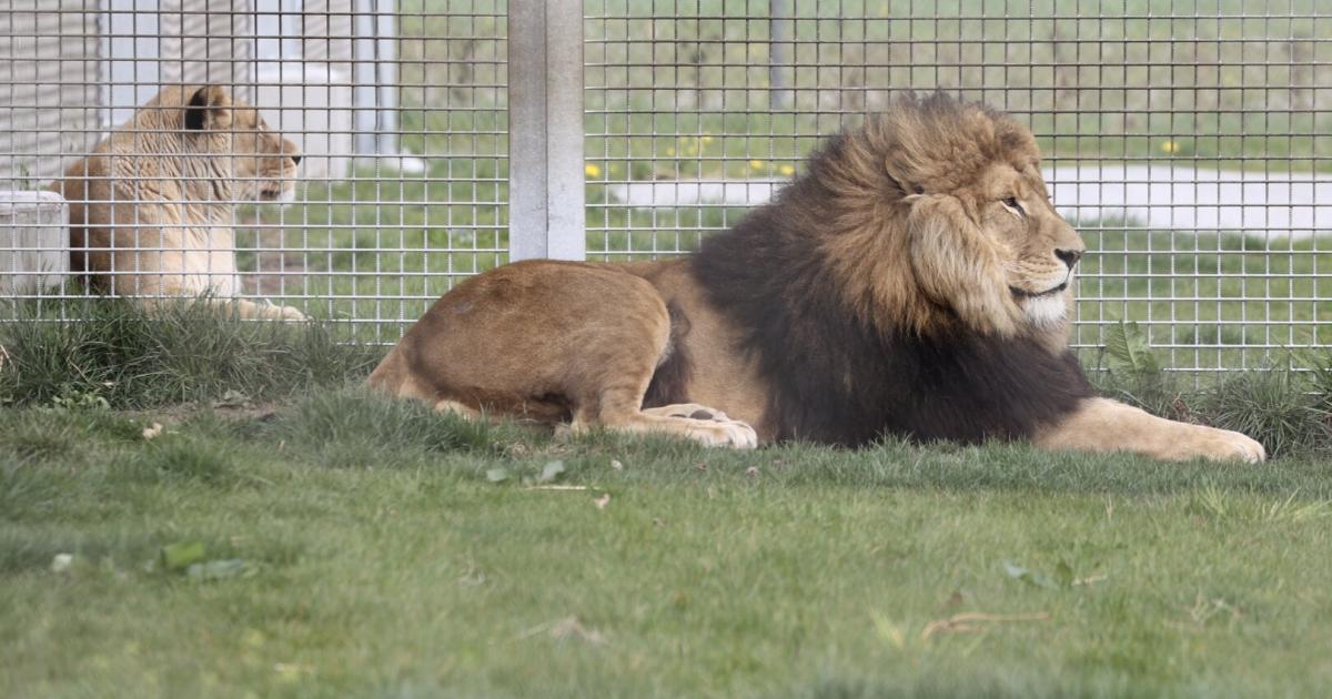 L-wen-Tiger-und-Co-Das-Millionengesch-ft-mit-Wildtieren-in-Europa