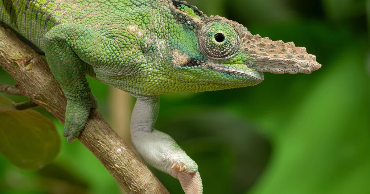 Geschmuggelte-Tiere-Diese-Arten-landen-im-Tiergarten-Sch-nbrunn