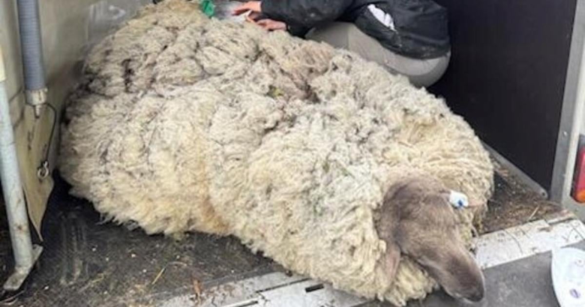 25-Kilo-Wolle-Wie-Schafbock-Rudolph-vor-Weihnachten-gerettet-wurde