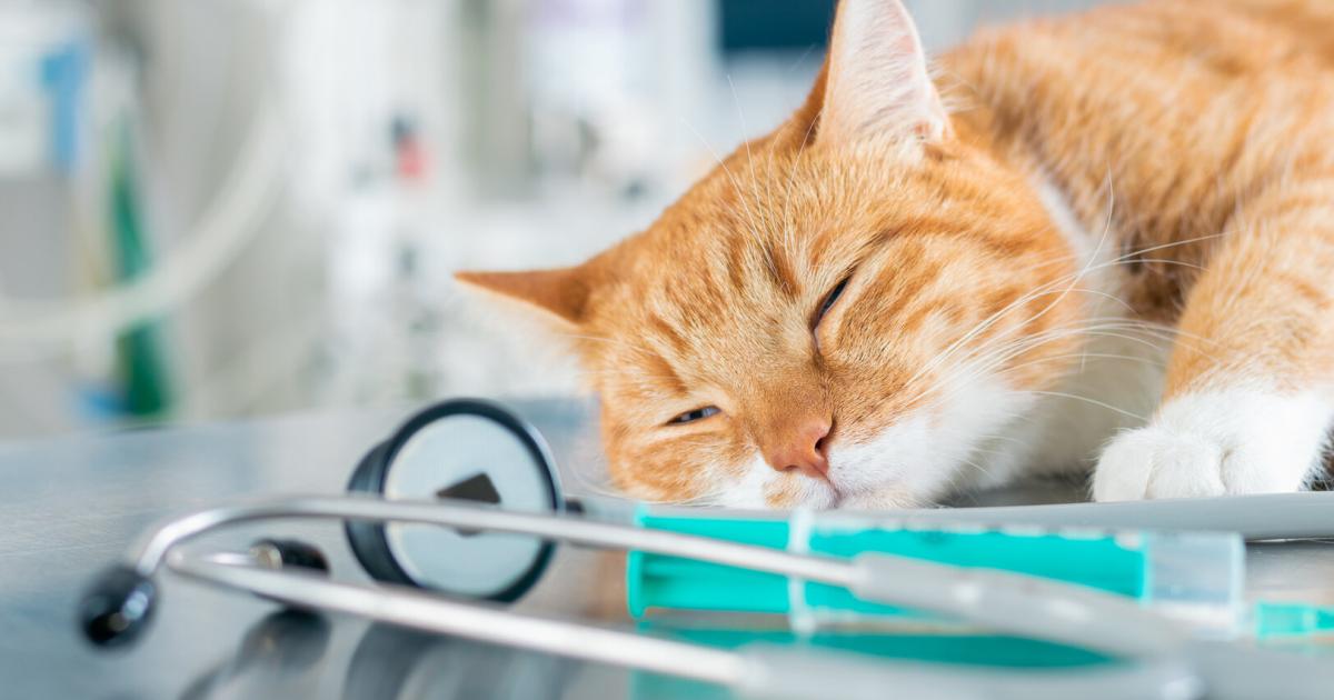 Streunerkatzen-Tierisches-Leid-vor-der-eigenen-Haust-r