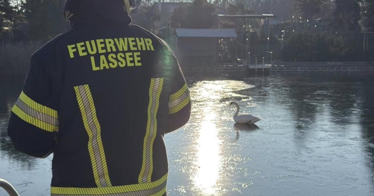 Kanu-statt-Schlauch-Feuerwehr-Lassee-rettet-Schwan-aus-dem-Eis