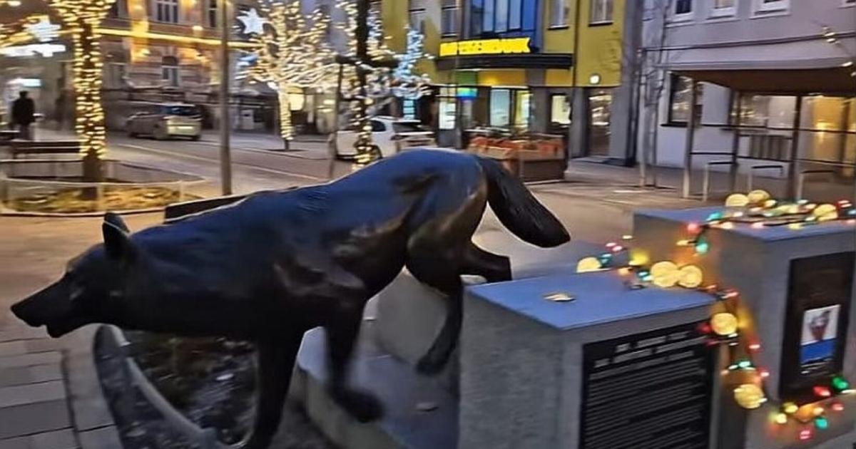 W-lfe-und-Pinguine-in-Amstettens-City-KI-Video-beschert-Zoo-Atmosph-re