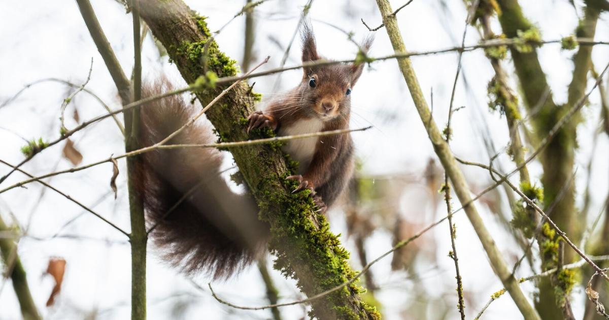 Wie-Eichh-rnchen-mit-ihrem-Gehirn-den-Wald-sch-tzen
