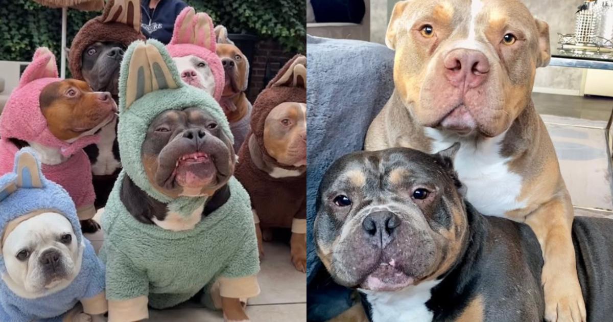 Nur-4-Tage-nach-Tod-von-Bulldogge-2-Hund-von-Influencerin-gestorben