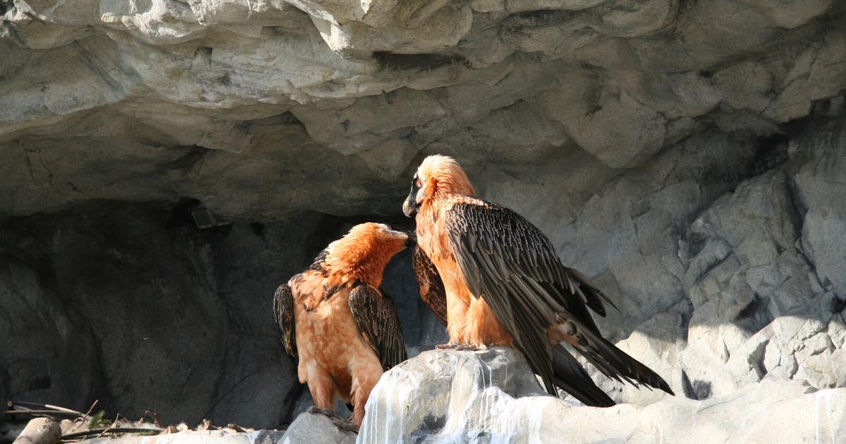 Ei-im-Nest-Baby-News-bei-den-Bartgeiern-Romeo-und-Juliet-