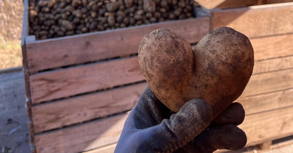 Spendenaktion-15-Tonnen-Bio-Erd-pfel-f-r-bed-rftige-Menschen