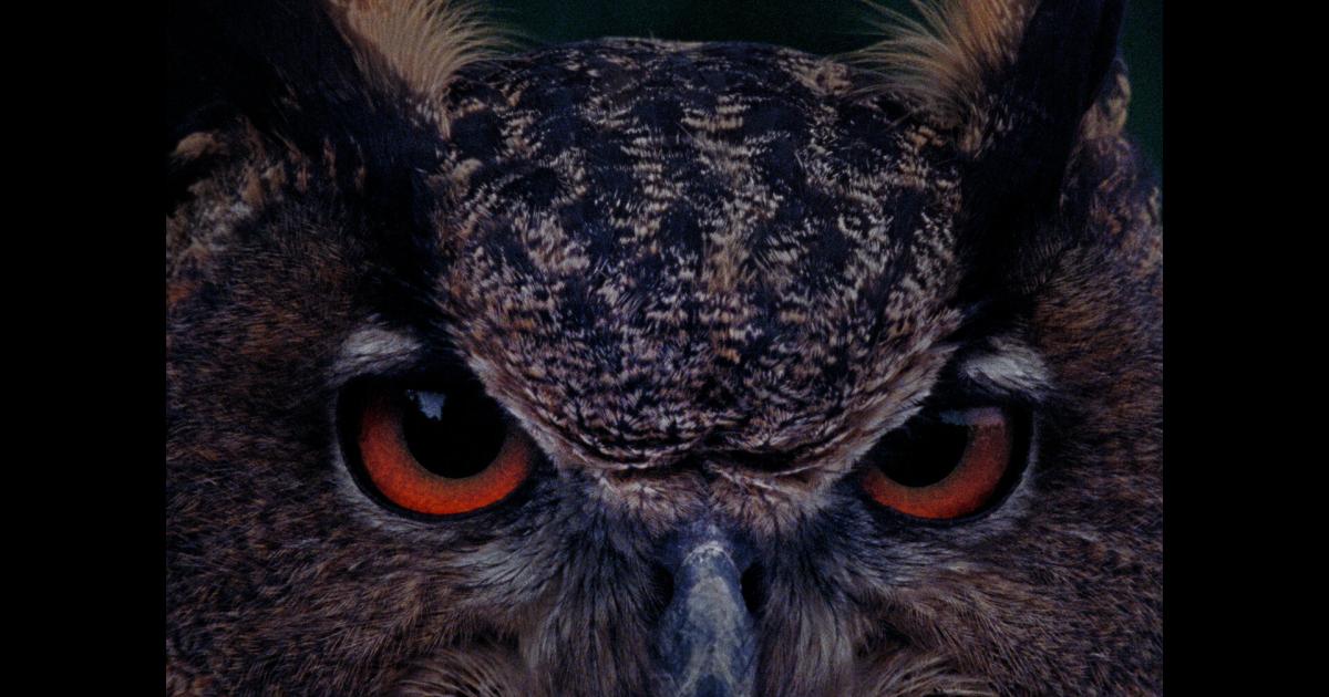 Mit-Melville-im-Kino-B-wie-Bartleby-von-Angela-Summereder