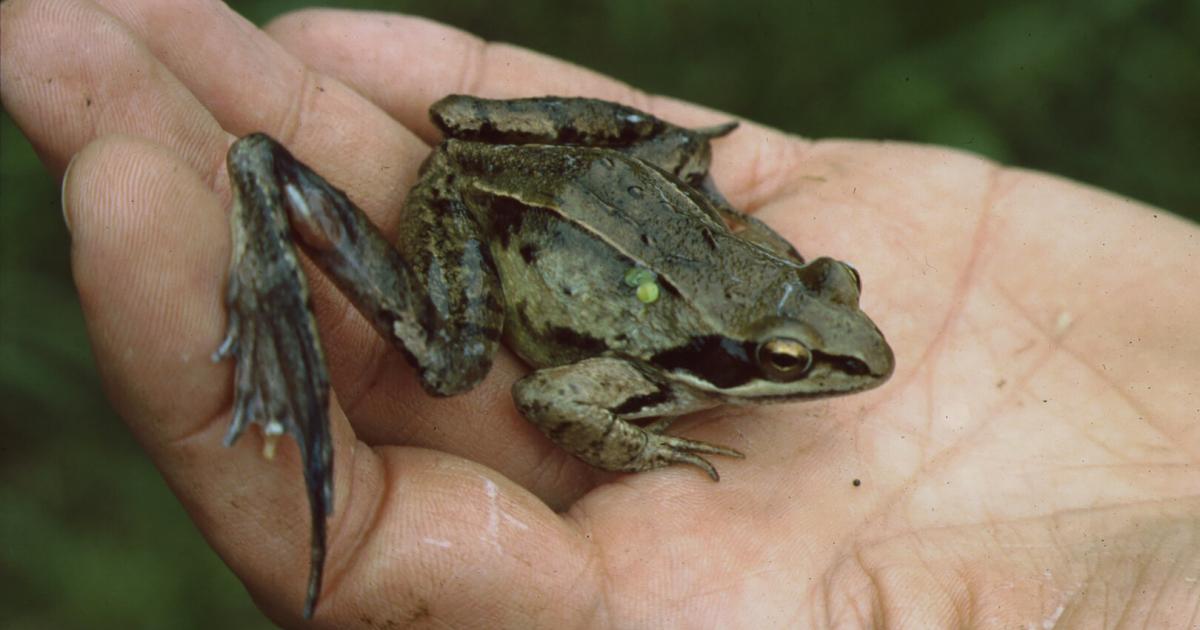 Ab-in-den-K-bel-Wo-der-Springfrosch-bei-der-Stra-enquerung-Hilfe-braucht