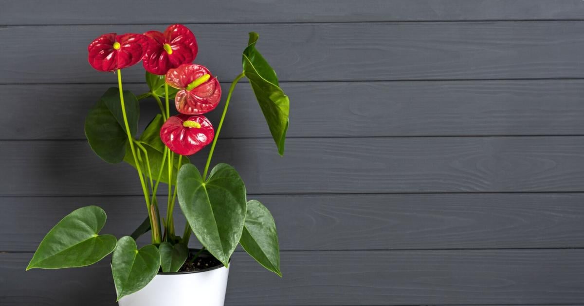 Kr-nkelnde-Anthurie-Warum-zu-viel-D-nger-schaden-kann