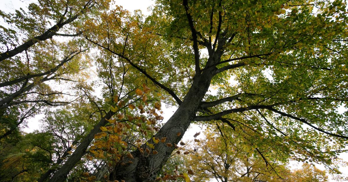 Abgabe-f-r-Baumf-llung-Stadtrechnungshof-kritisiert-unklare-Geldfl-sse