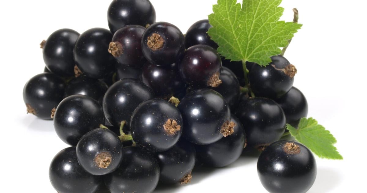 Warum-Schwarze-Ribiseln-2026-den-kulinarischen-Trend-setzen