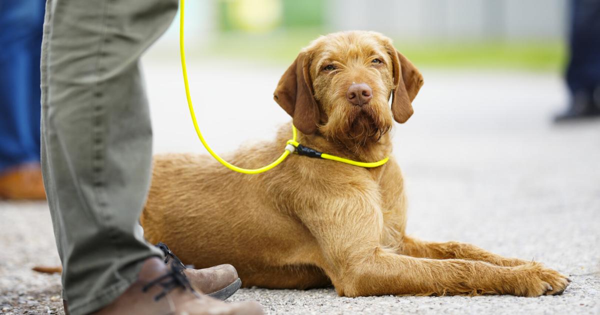 Afrikanische-Schweinepest-Sp-rhunde-dringend-gesucht