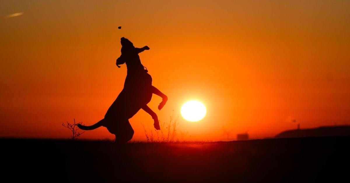 Anti-Aging-in-der-Natur-Wie-mein-Hund-mich-fit-h-lt