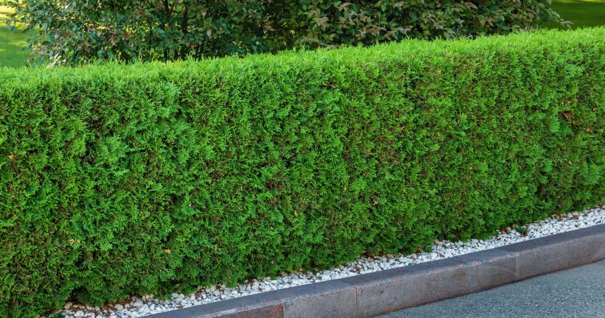 Darf-ich-als-Mieter-die-Thujenhecke-gegen-einen-Zaun-tauschen-