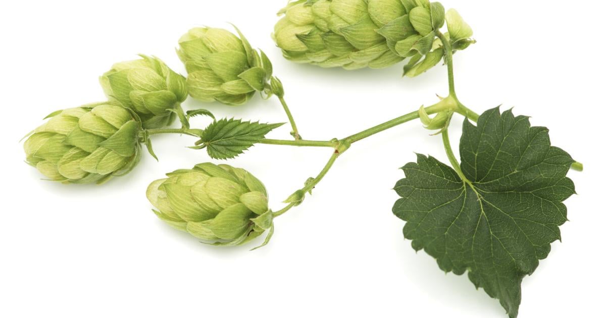 Von-Schlaf-bis-Verdauung-Hopfen-ist-die-Arzneipflanze-des-Jahres