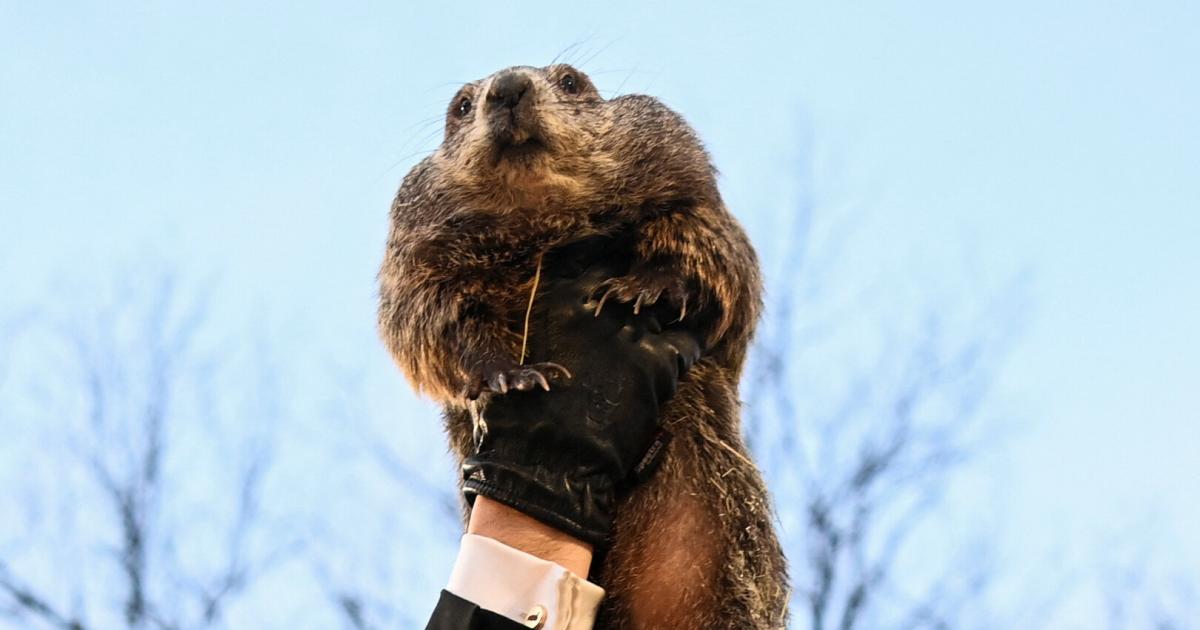 usa-murmeltier-phil-sieht-seinen-schatten-6-wochen-winter-vorausgesagt