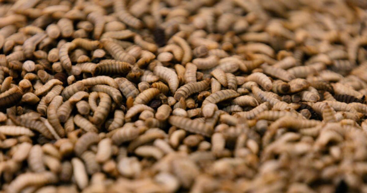 Kreislaufwirtschaft-aus-O-Maden-als-effektive-Reste-Verwerter