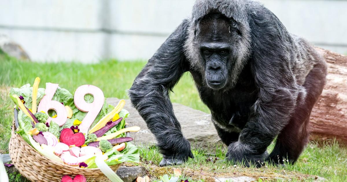 Berliner Zoo: Älteste Gorilla-Dame Fatou hat Geburtstag