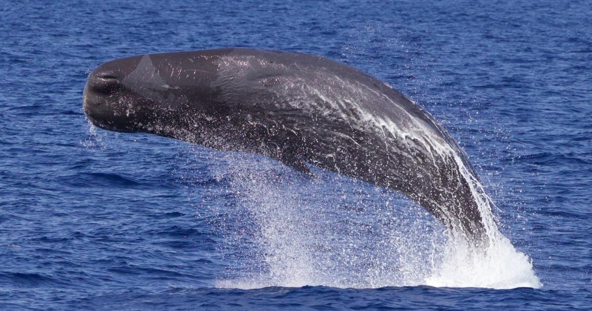 Taucher-tanzt-mit-einem-jungen-Pottwal-vor-Mauritius