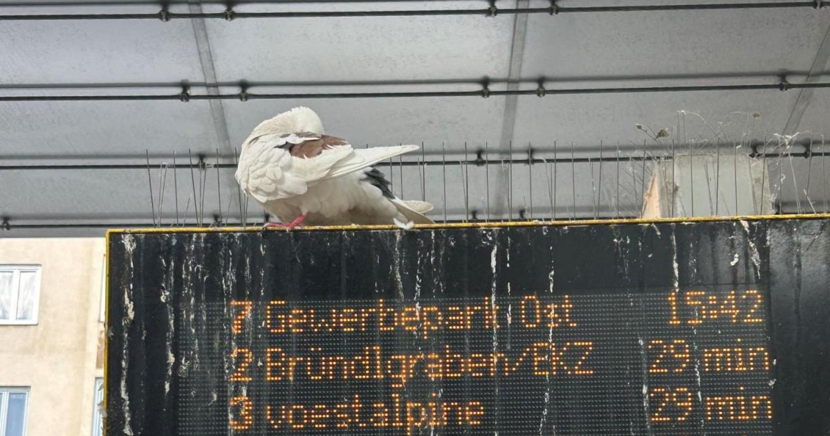 Taubenplage-in-Krems-Am-Bahnhof-merkt-man-es-definitiv-