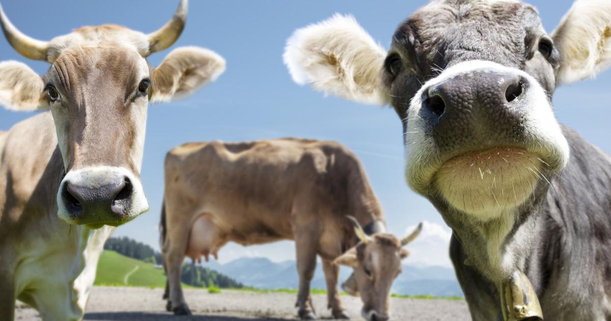T-dliche-Kuh-Angriffe-auf-der-Alm-Hunde-sollten-daheim-bleiben-