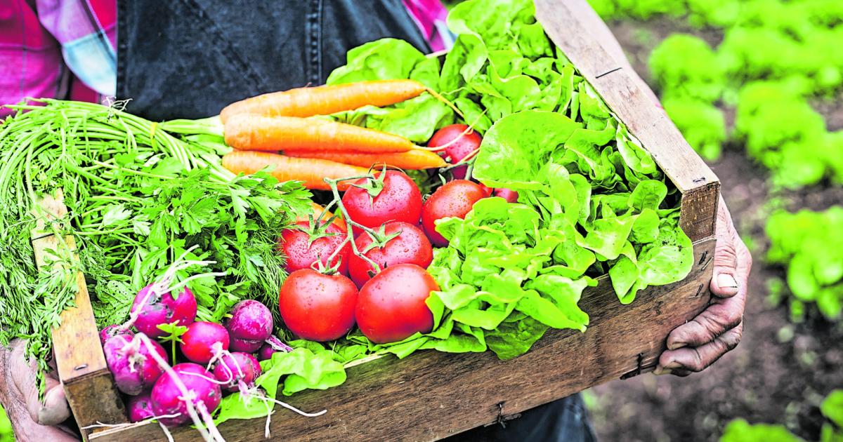 Steirischer-Biobauer-lenkt-Burgenlands-Biogenossenschaft
