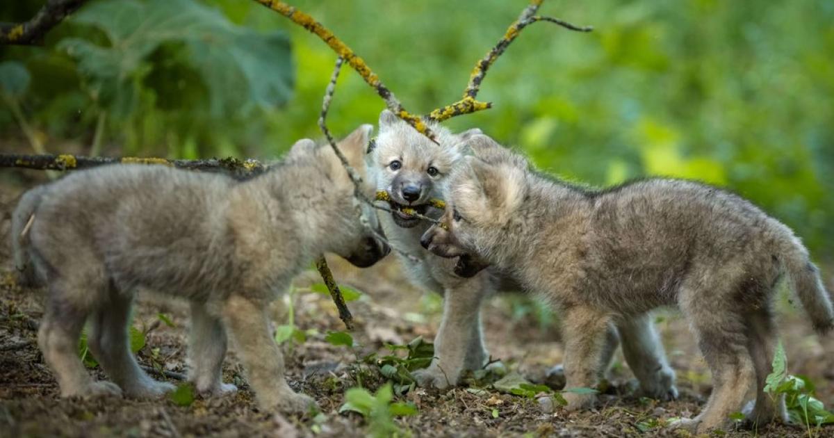 Ernstbrunn-Sieben-neue-Wolfswelpen-im-Wolf-Science-Center