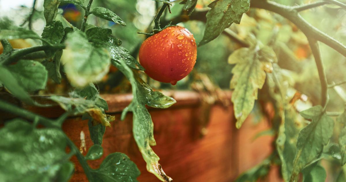 Mini-Hochbeet-gro-e-Ernte-So-geht-Gem-seanbau-auf-engstem-Raum