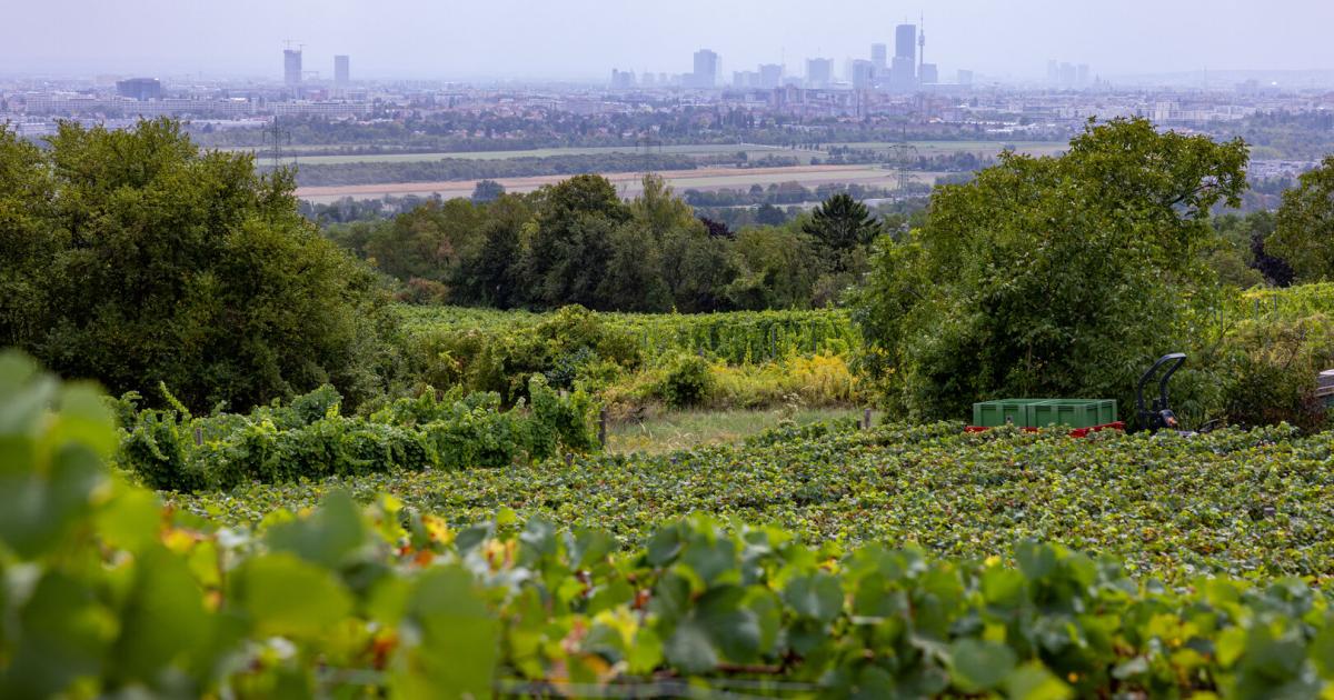 -In-einem-Tag-ist-unser-Wein-ausgetrunken-