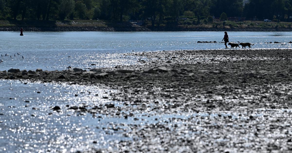 Trockene-Au-Warum-die-Donau-ihr-nicht-das-Wasser-reichen-kann