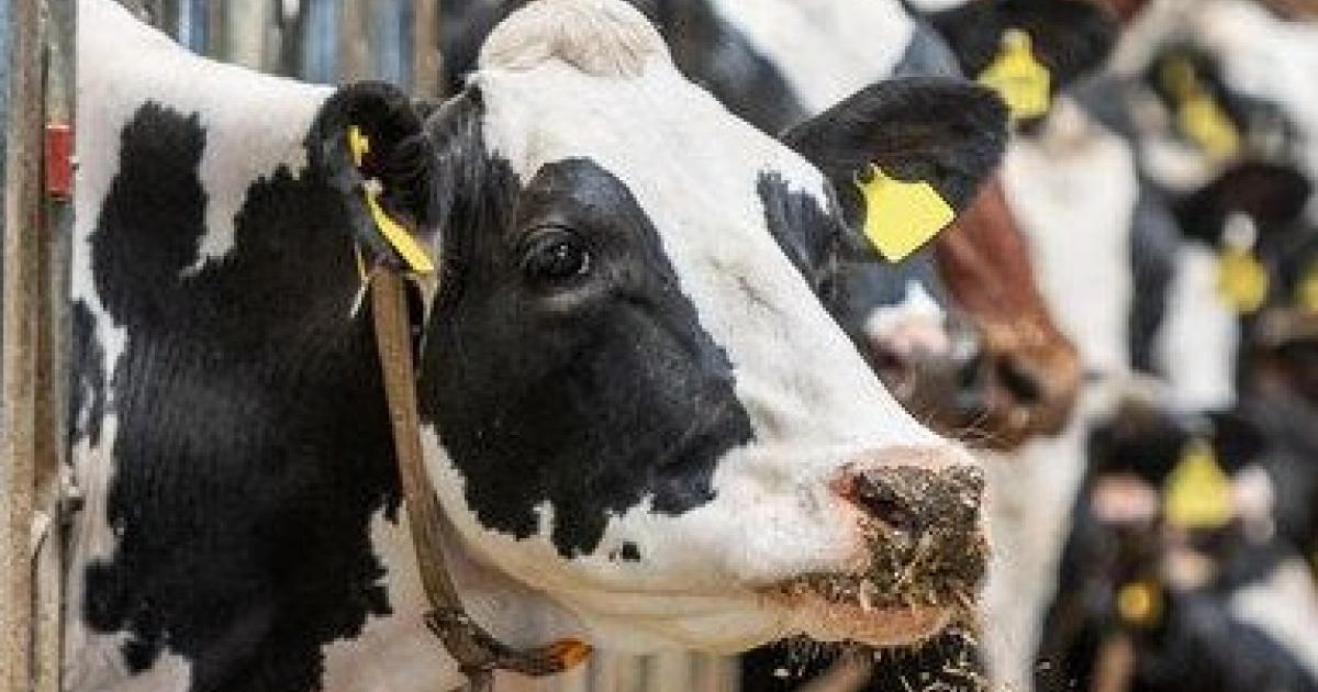 Neue-Vorw-rfe-gegen-Rinderbetrieb-diesmal-im-Nordburgenland
